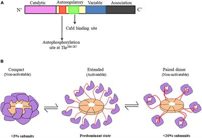 Role of Ca2+/Calmodulin-Dependent Protein Kinase Type II in Mediating Function and Dysfunction at Glutamatergic Synapses